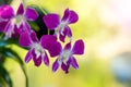 Beautiful purple dendrobium orchid flowers