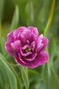 Beautiful purple double tulip