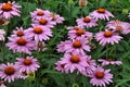 Beautiful purple echinacea Royalty Free Stock Photo