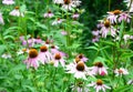 Beautiful purple echinacea purpurea flowers on the garden flower bed Royalty Free Stock Photo