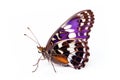 Beautiful Purple Emperor butterfly isolated on a white background. Side view Royalty Free Stock Photo