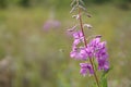 Beautiful purple Epidendrum flowers in the forest