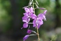 Beautiful purple Epidendrum flowers in the forest