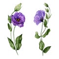 Beautiful purple eustoma flower lisianthus in full bloom on a green stem with leaves and closed buds. Botanical set.