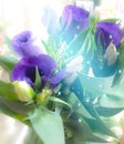 Purple, white, green, shiny, eustoma, lysianthus in a pot , interesting flower