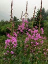 Beautiful purple fireweed high in the Canadian Rockies at a remo