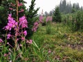 Beautiful purple fireweed high in the Canadian Rockies at a remo
