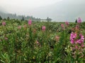 Beautiful purple fireweed high in the Canadian Rockies at a remote campground