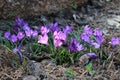 Beautiful, purple, first snowdrops. Nature