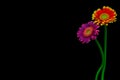 Beautiful purple and flaming red yellow gerber daisy flowers on dark background Royalty Free Stock Photo