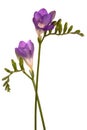 Beautiful purple flower Royalty Free Stock Photo