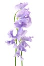 Beautiful purple flower Royalty Free Stock Photo