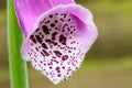 Beautiful purple flower Royalty Free Stock Photo