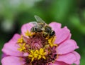 Beautiful purple flower with bee in the summer garden