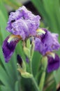 The iris flower closeup, Beautiful purple flower in bloom on a crisp spring morning Royalty Free Stock Photo
