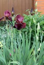 The iris flower closeup, Beautiful purple flower in bloom on a crisp spring morning Royalty Free Stock Photo