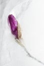 Beautiful purple flower bud magnolia in transparent ice block. Royalty Free Stock Photo