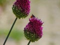 Beautiful purple flower with a bumblebee in a meadow Royalty Free Stock Photo