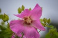 This beautiful purple flower called as Hibiscus moscheutos, rose mallow or swamp rose-mallow Royalty Free Stock Photo