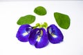 Beautiful Purple Flower, Close up Butterfly Pea Flower on White Background Royalty Free Stock Photo