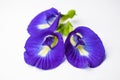 Beautiful Purple Flower, Close up Butterfly Pea Flower on White Background Royalty Free Stock Photo
