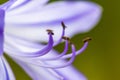 A beautiful purple flower with close-up look on the stamen - macro