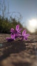 Beautiful purple flower Consolida regalis