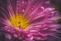 Beautiful purple flower with dew drops in a summer morning Royalty Free Stock Photo