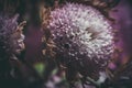 Beautiful purple flower with dew drops in a summer morning Royalty Free Stock Photo