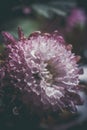 Beautiful purple flower with dew drops in a summer morning Royalty Free Stock Photo