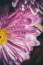 Beautiful purple flower with dew drops in a summer morning Royalty Free Stock Photo