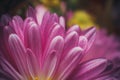 Beautiful purple flower with dew drops in a summer morning Royalty Free Stock Photo