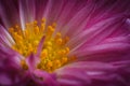 Beautiful purple flower with dew drops in a summer morning Royalty Free Stock Photo