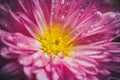 Beautiful purple flower with dew drops in a summer morning Royalty Free Stock Photo