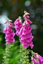 Beautiful purple flower Digitalis or Foxglove close up. Royalty Free Stock Photo