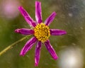 Beautiful purple flower in the drizzling rain with the wind