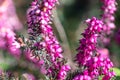 Beautiful purple flower, erica carnea