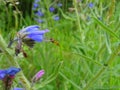 Beautiful blue flower with fly in a meadow Royalty Free Stock Photo