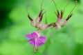 Beautiful purple flower Royalty Free Stock Photo