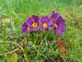 Beautiful purple flower in the garden of the House in Storkow