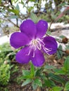 Beautiful purple flower in the garden. Melastoma malabathricum. Senggani flower.