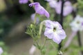 Beautiful purple flower in the garden. petonia flower