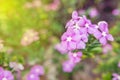 Beautiful purple flower in a garden. - (Selective focus / Split Royalty Free Stock Photo