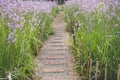 Beautiful of Purple flower garden with stone pathway at flower Royalty Free Stock Photo