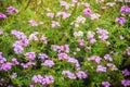 Beautiful purple flower of Glandularia pulchella, a species of f