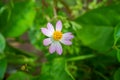 Beautiful purple flower on green background Royalty Free Stock Photo