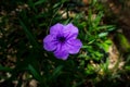 Beautiful purple flower on green background Royalty Free Stock Photo