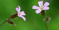 Beautiful purple flower Herb-Robert or Death Come Quickly Geranium Robertianum