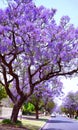 Beautiful purple flower Jacaranda tree lined street in full bloom. Royalty Free Stock Photo