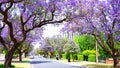 Beautiful purple flower Jacaranda tree lined street in full bloom. Royalty Free Stock Photo